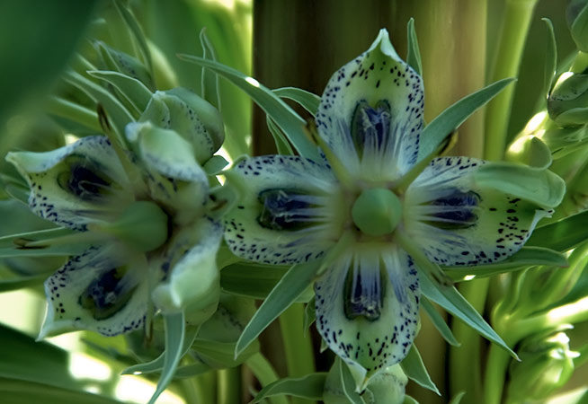 monument flower